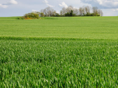 OGM : mise en place d’un nouveau mécanisme de restriction ou d’interdiction
