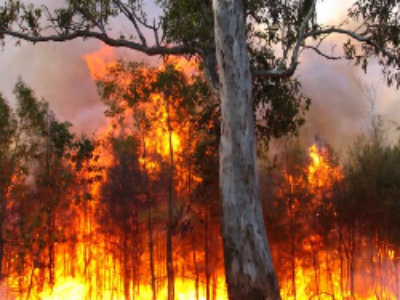 Protection des forêts contre les incendies : une loi conforte la capacité d’intervention des départements