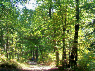 Réforme territoriale : quels impacts pour nos forêts ?