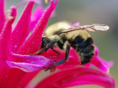 Loi biodiversité : de nouveaux principes entrent en pratique