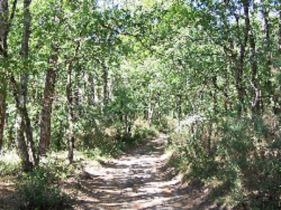 Un projet de décret autorise les travaux miniers dans les forêts de protection