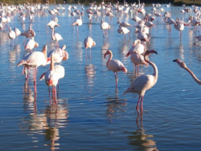 Naissance des comités régionaux de la biodiversité