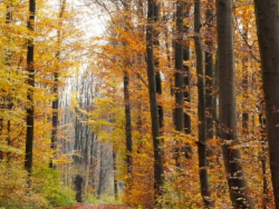 Bois et forêts : les nouveaux périmètres de l’évaluation environnementale à la loupe