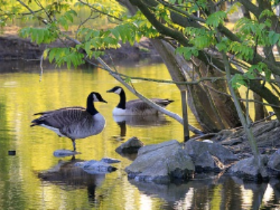 Compensation écologique : CDC Biodiversité explore de nouveaux leviers