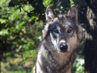 Les préfets et la maîtrise des tirs sur les loups