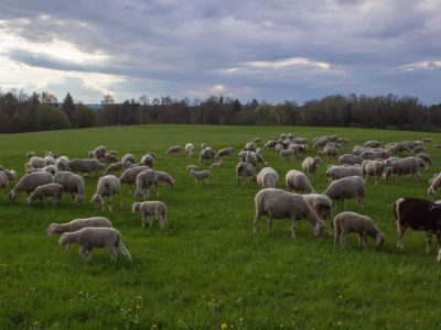 Pastoralisme : le Sénat adopte une proposition de résolution